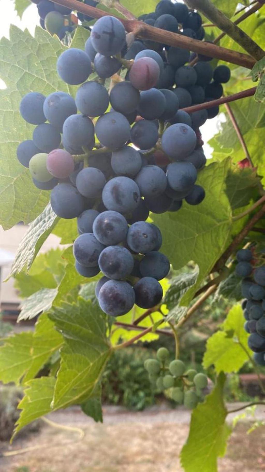 La Maison Des Roses Drachenbronn-Birlenbach Eksteriør bilde