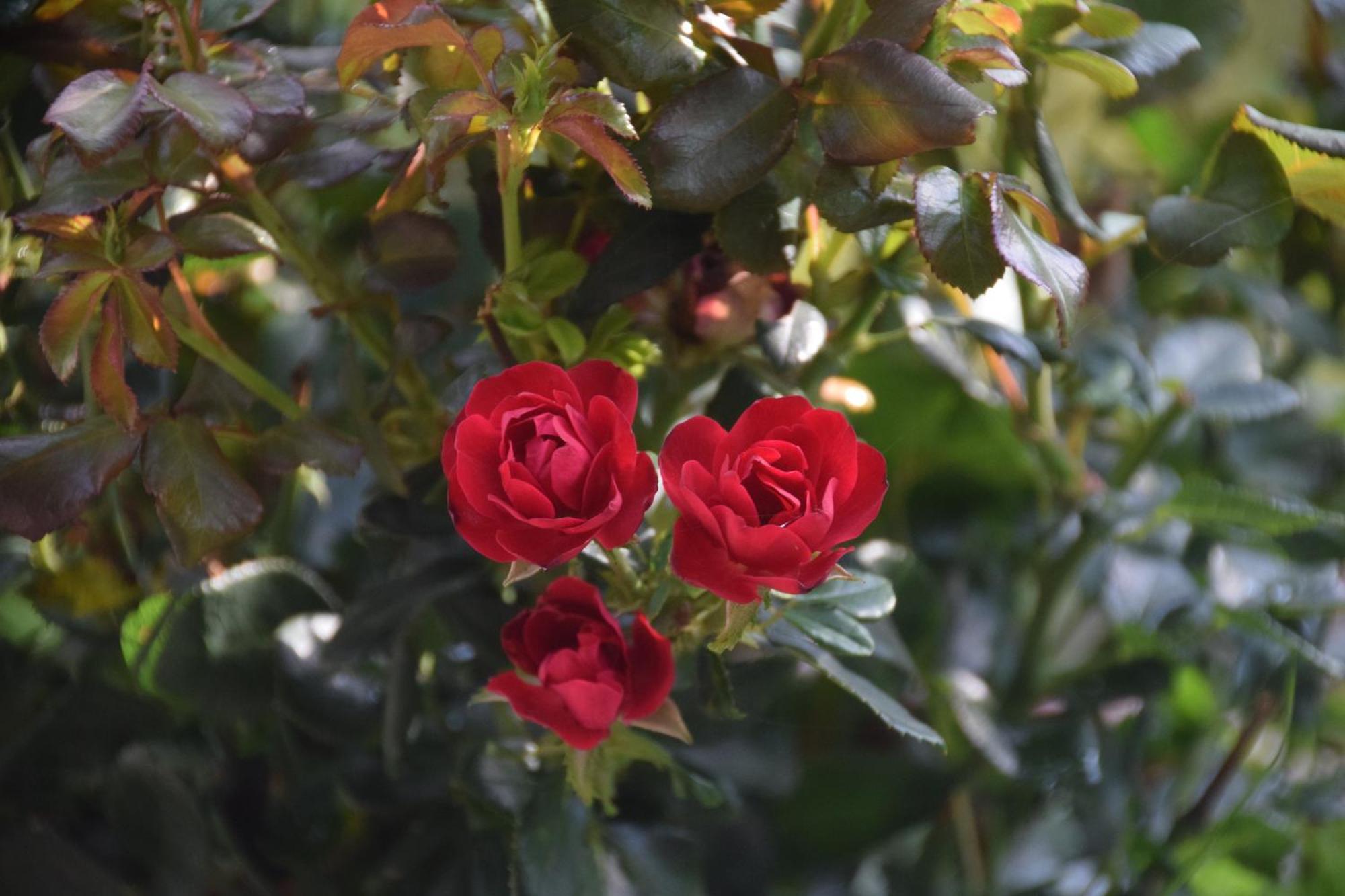 La Maison Des Roses Drachenbronn-Birlenbach Eksteriør bilde